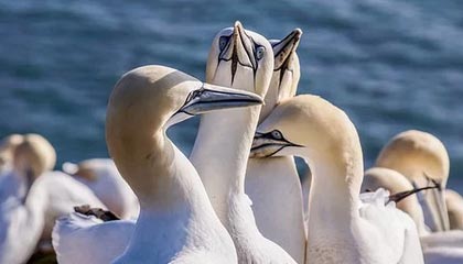 熊猫体育网址-前程快后程稳成胜利主流模式？，前程下一句