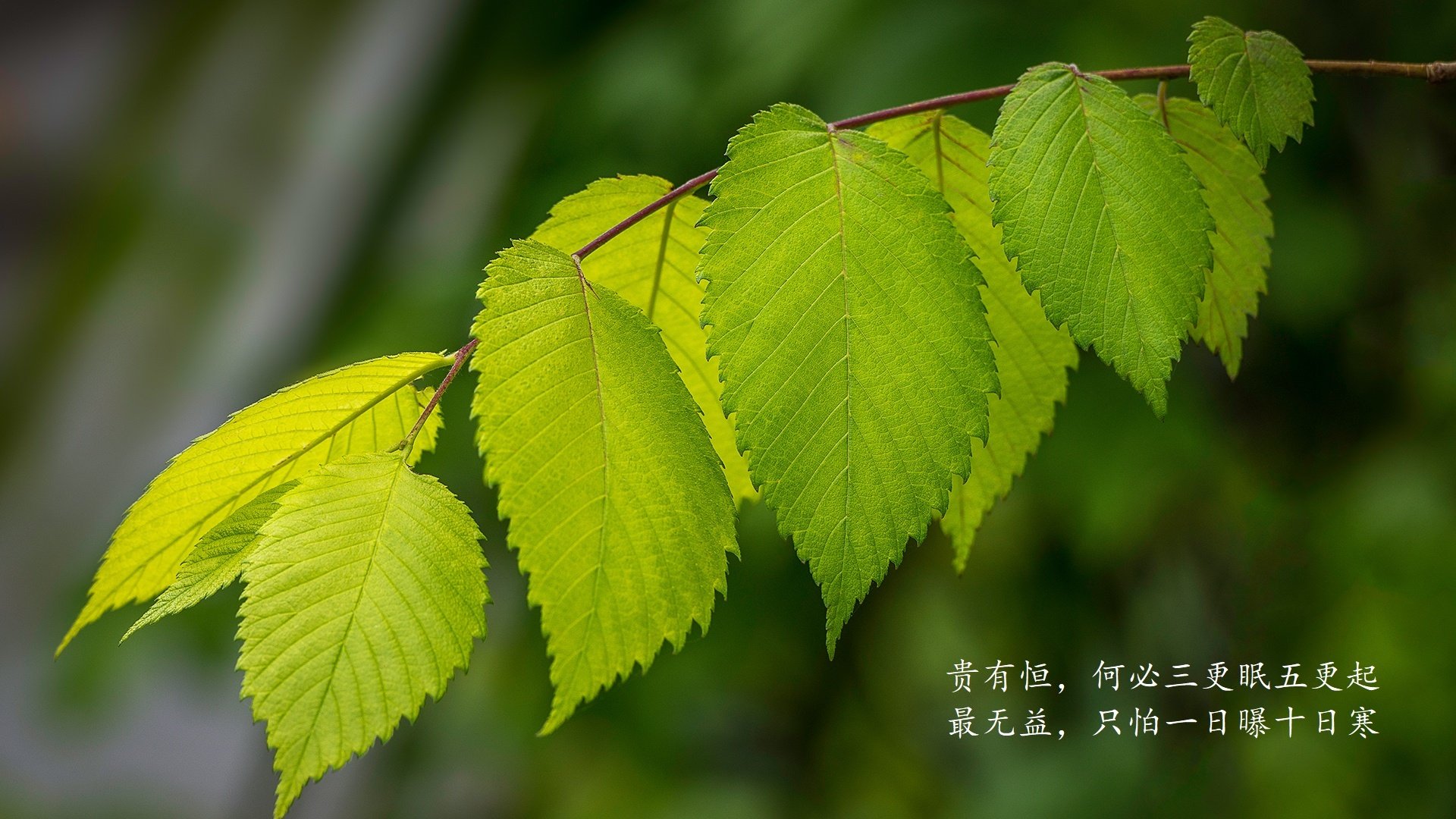 北美老将重返赛场引关注，北美冠军联赛