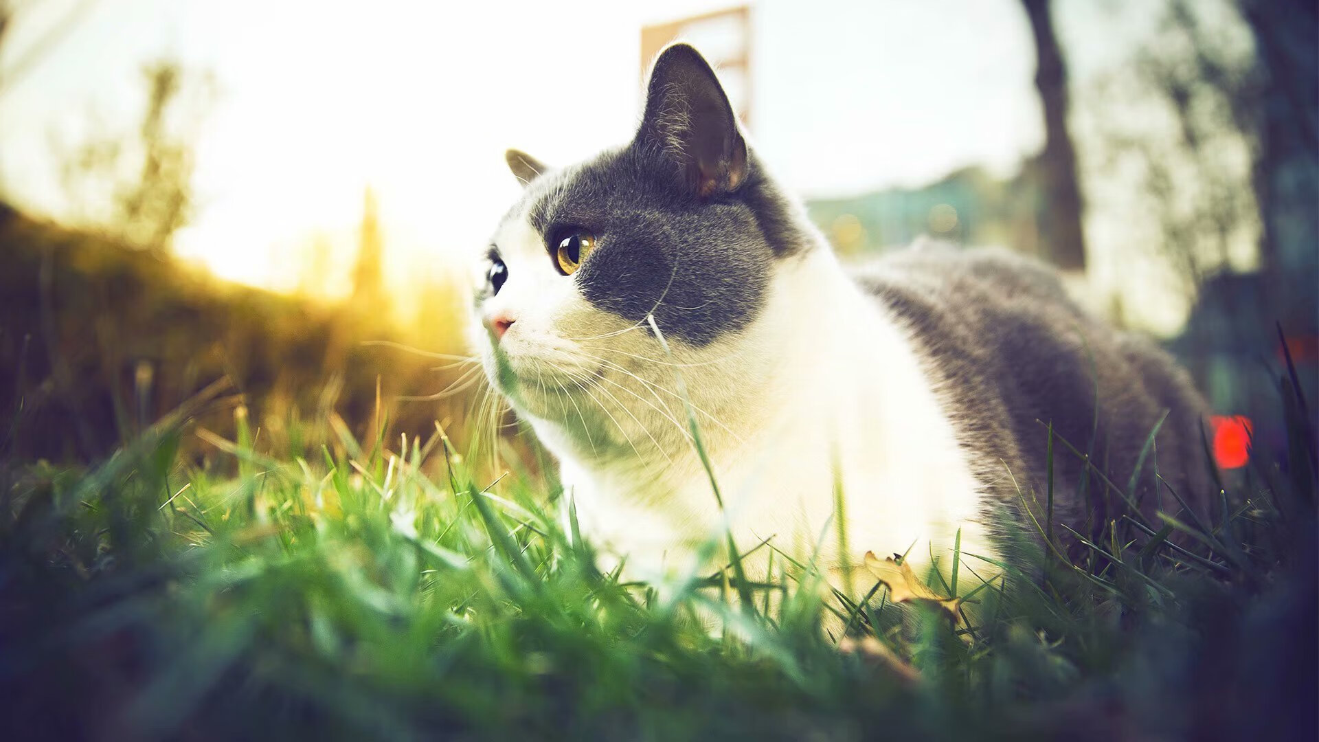 美国队接力发挥稳定赢得国际赞誉，美国队接力发挥稳定赢得国际赞誉的是谁