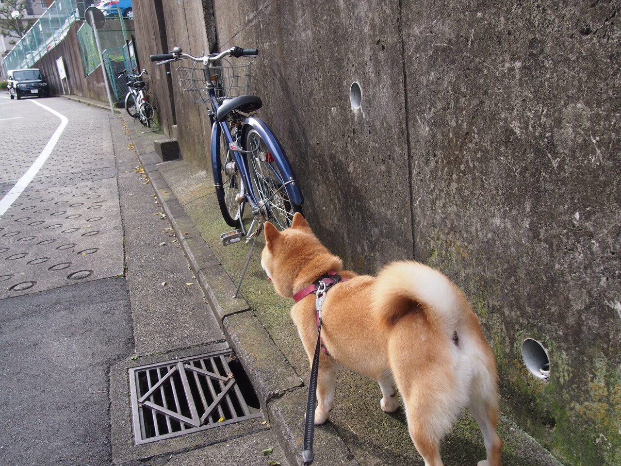 熊猫体育网址-美洲杯英雄辈出：逆境中绽放光彩！，美洲杯有谁
