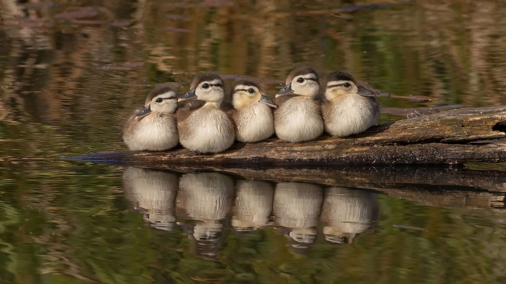 美洲杯英雄辈出:逆境中绽放光彩!,美洲杯有谁
