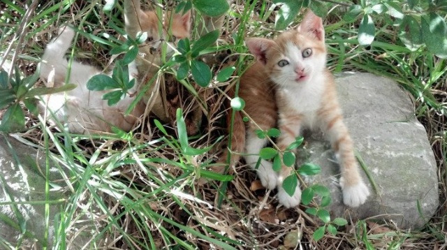 西甲王者归来：攻防皆精彩的巅峰对决！，西甲tv