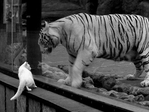 熊猫体育平台安全-詹姆斯教学视频引粉丝模仿热潮，播放詹姆斯