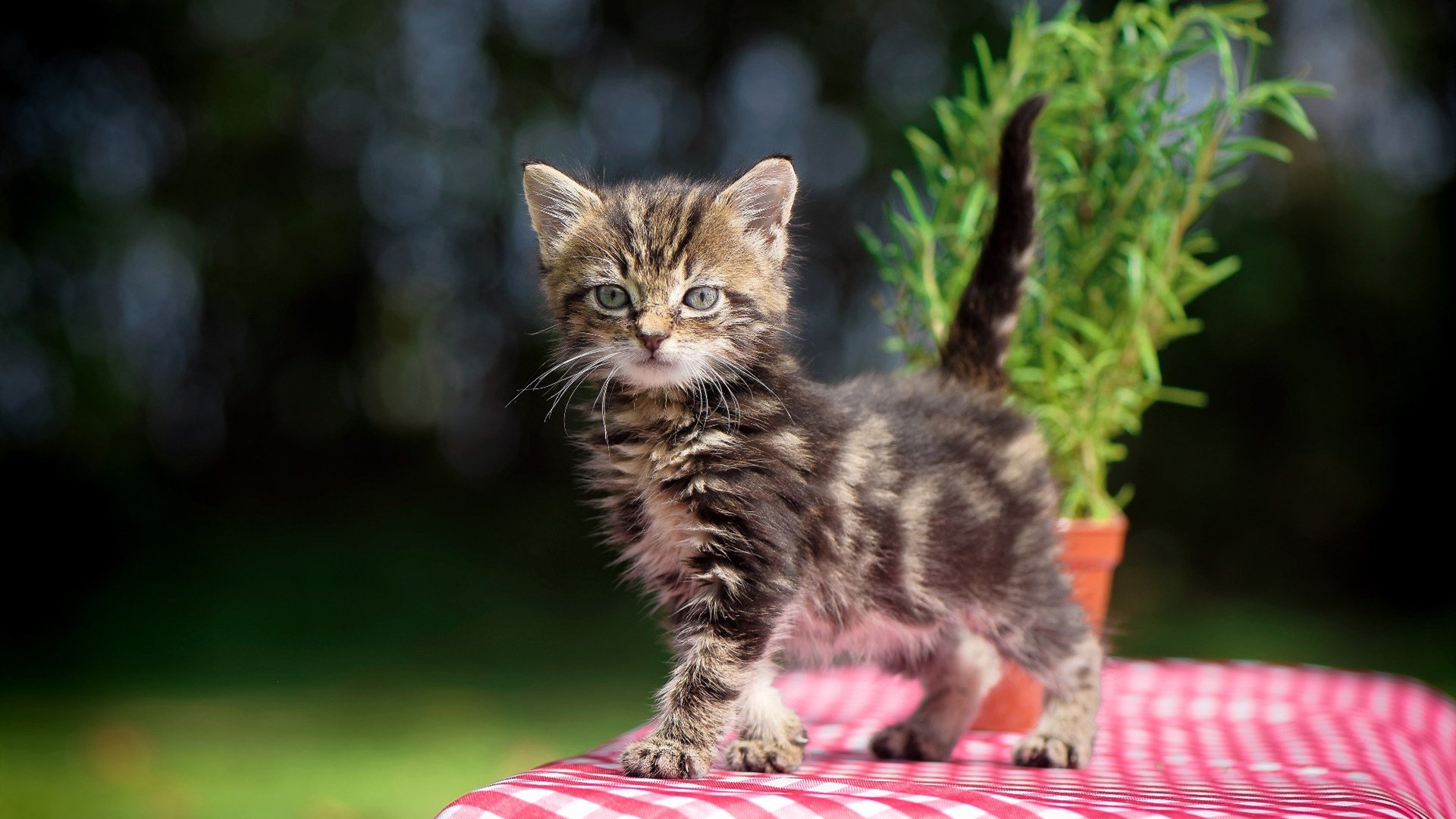 阿森纳青训不断突破,未来足球之星不断涌现